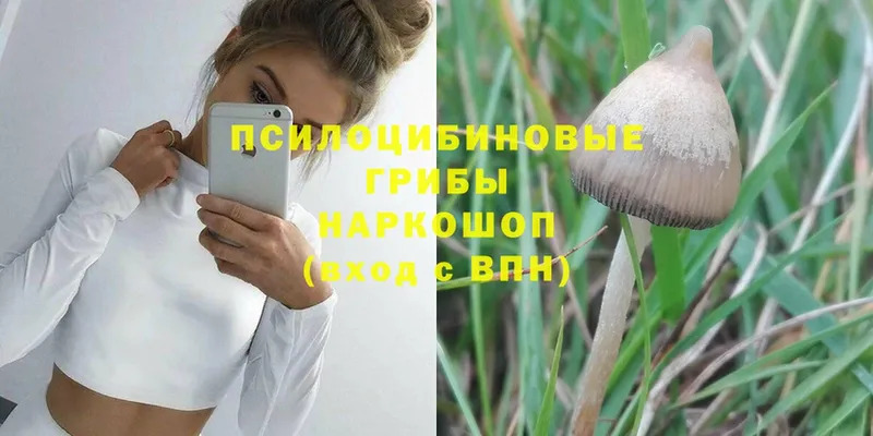 Псилоцибиновые грибы Psilocybe  Чудово 